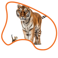 Tigre CLES