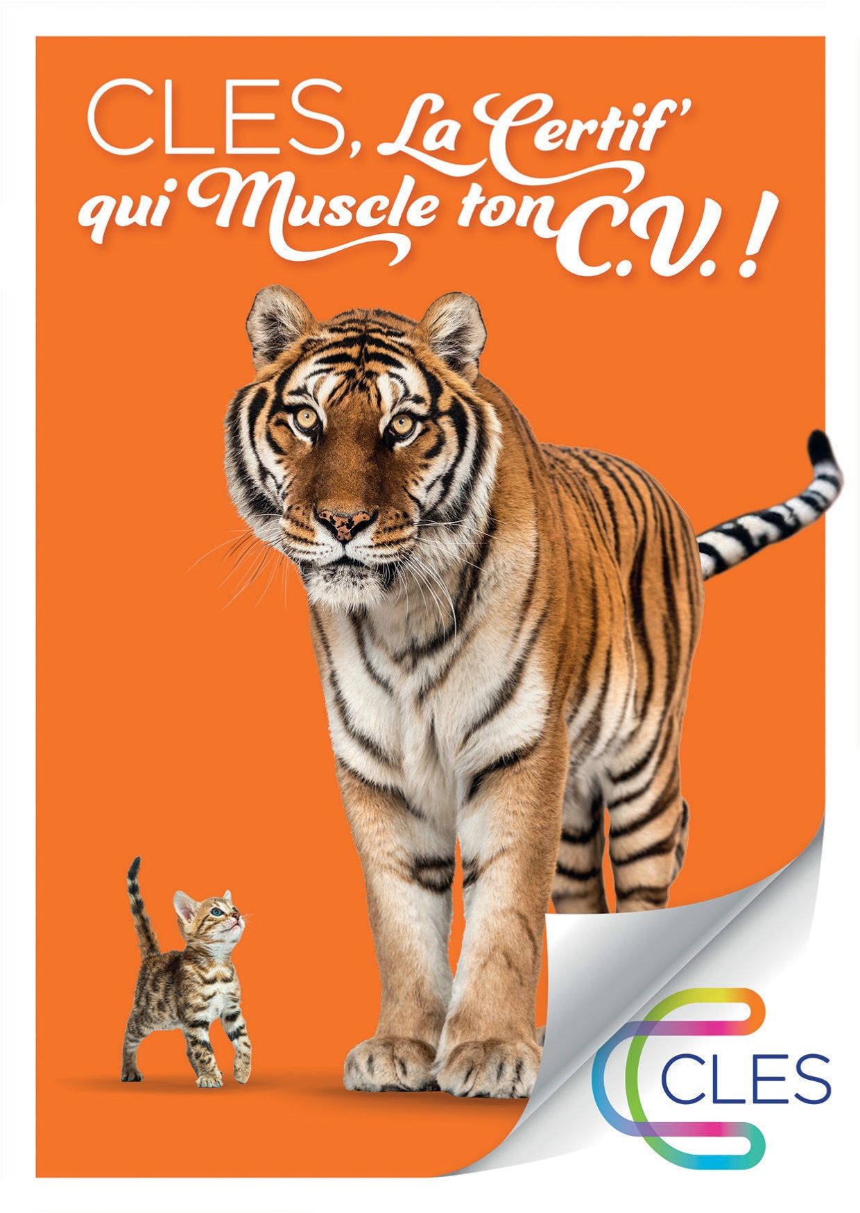 muscler ton CV
